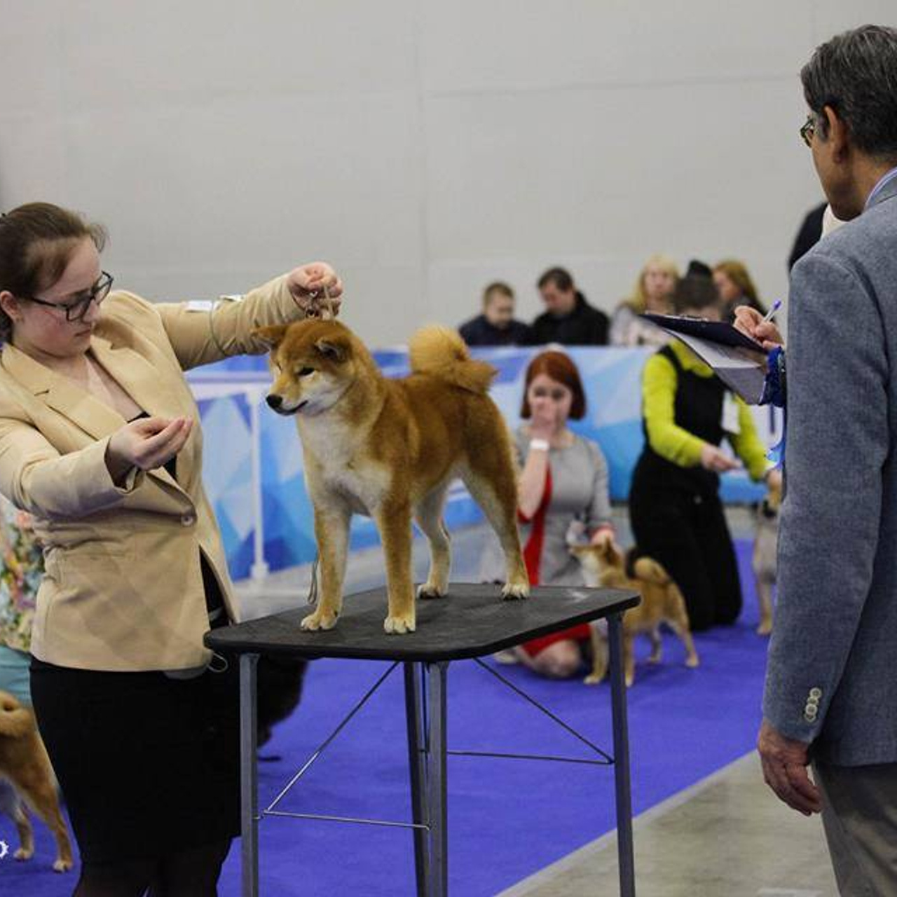 Dog show 2017. SHIOMARU Питомник сиба и акита-ину