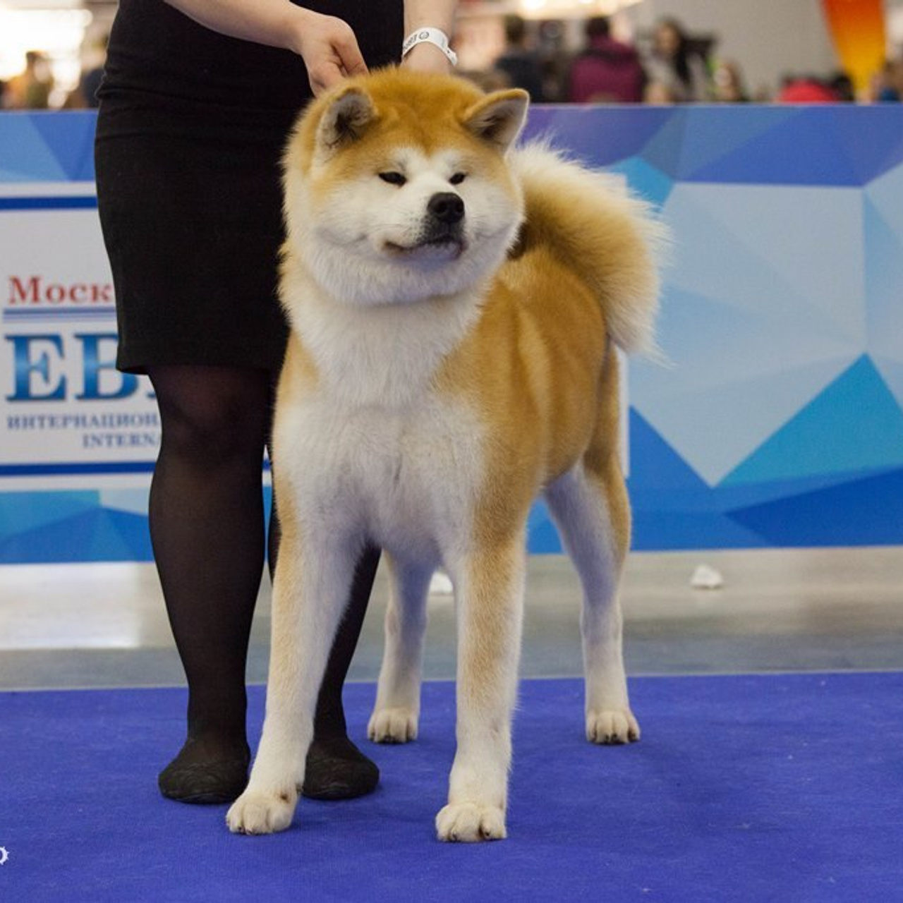 AIKEN SAGARIME UOSHIKO. SHIOMARU Питомник сиба и акита-ину