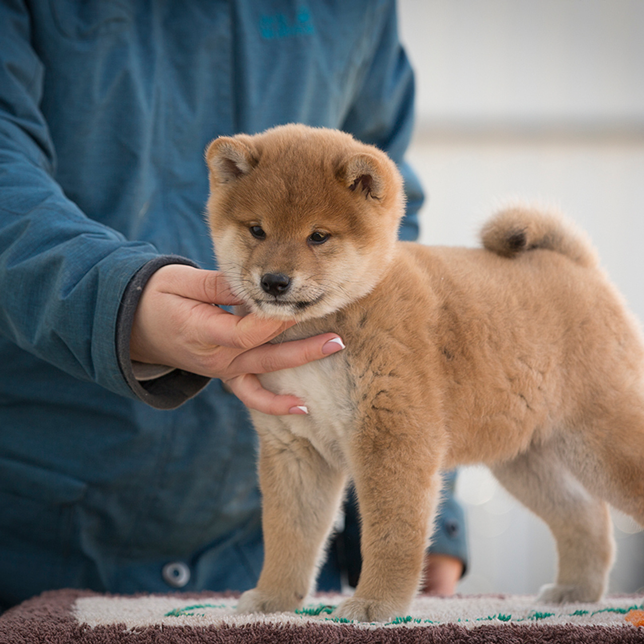 Помет T — Shiomaru kennel. SHIOMARU Shiba and Akita Inu Kennel