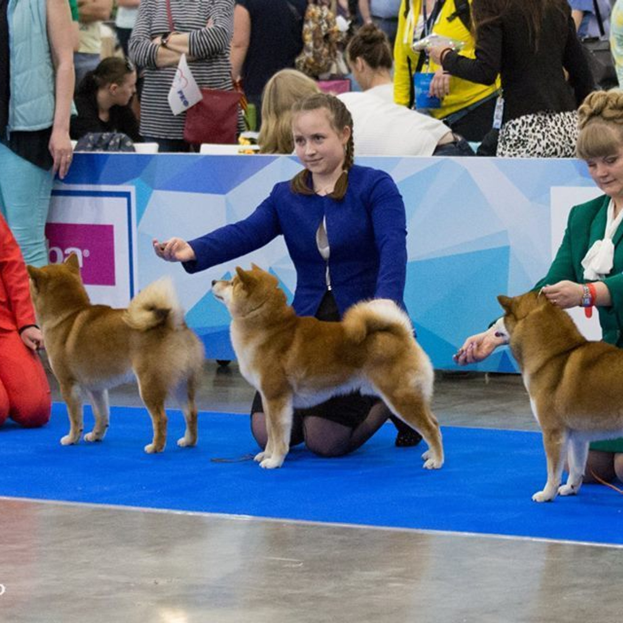 Dog show 2018. SHIOMARU Питомник сиба и акита-ину