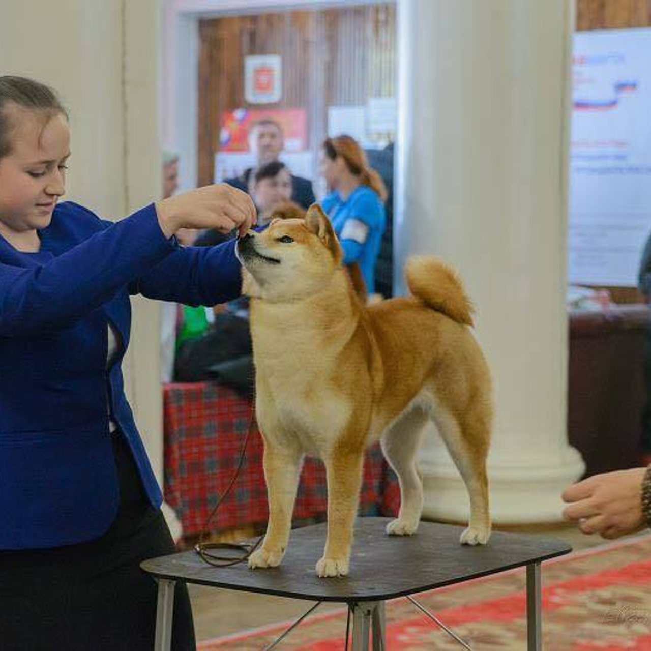 Dog show 2018. SHIOMARU Питомник сиба и акита-ину