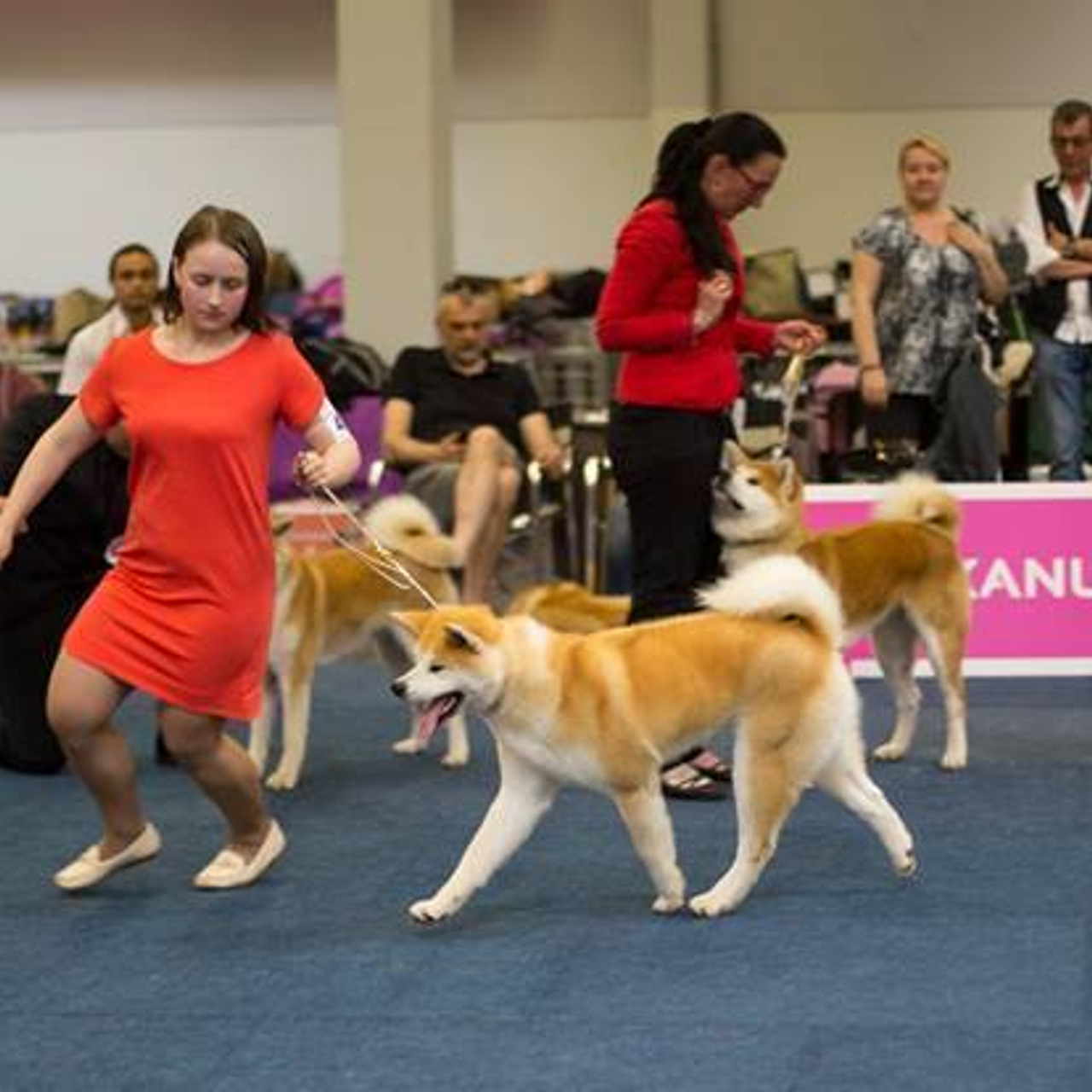 Dog show 2016. SHIOMARU Питомник сиба и акита-ину