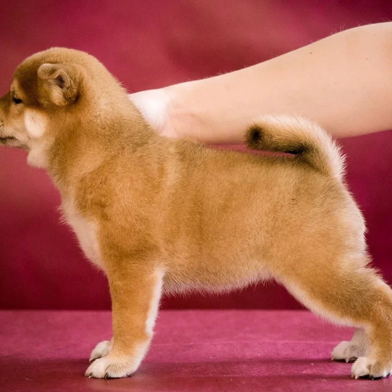 ПОМЕТ Q. SHIOMARU Питомник сиба и акита-ину