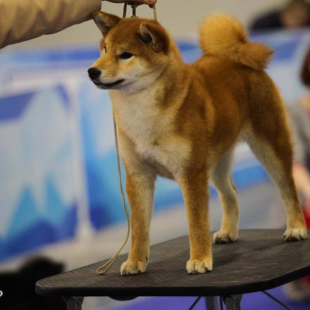 Dog show 2017. SHIOMARU Питомник сиба и акита-ину