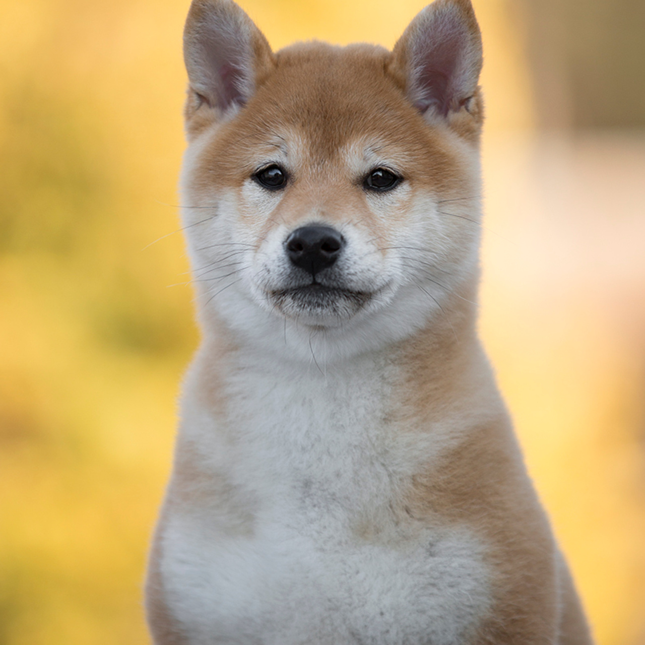 Помет S. SHIOMARU Питомник сиба и акита-ину