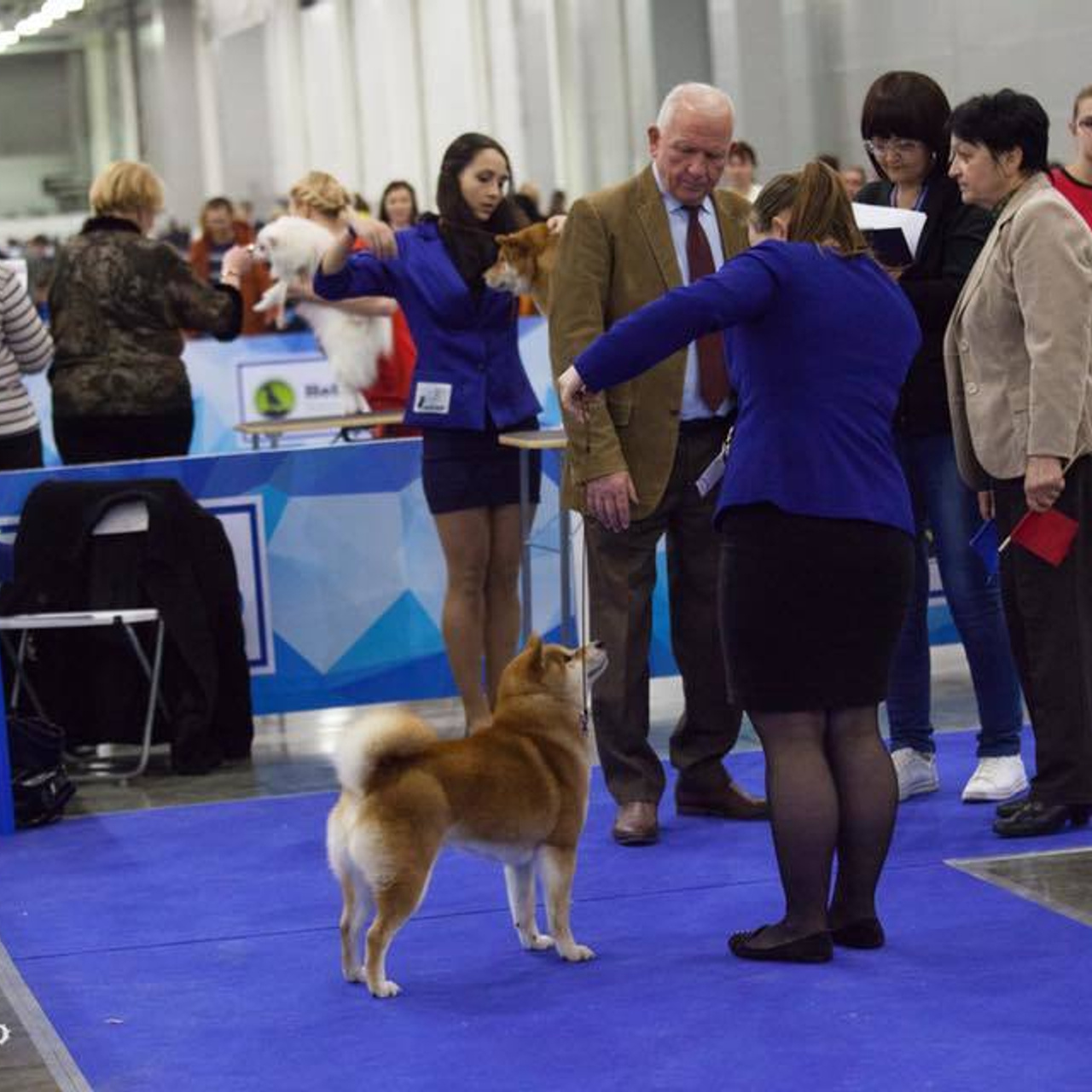Dog show 2017. SHIOMARU Питомник сиба и акита-ину