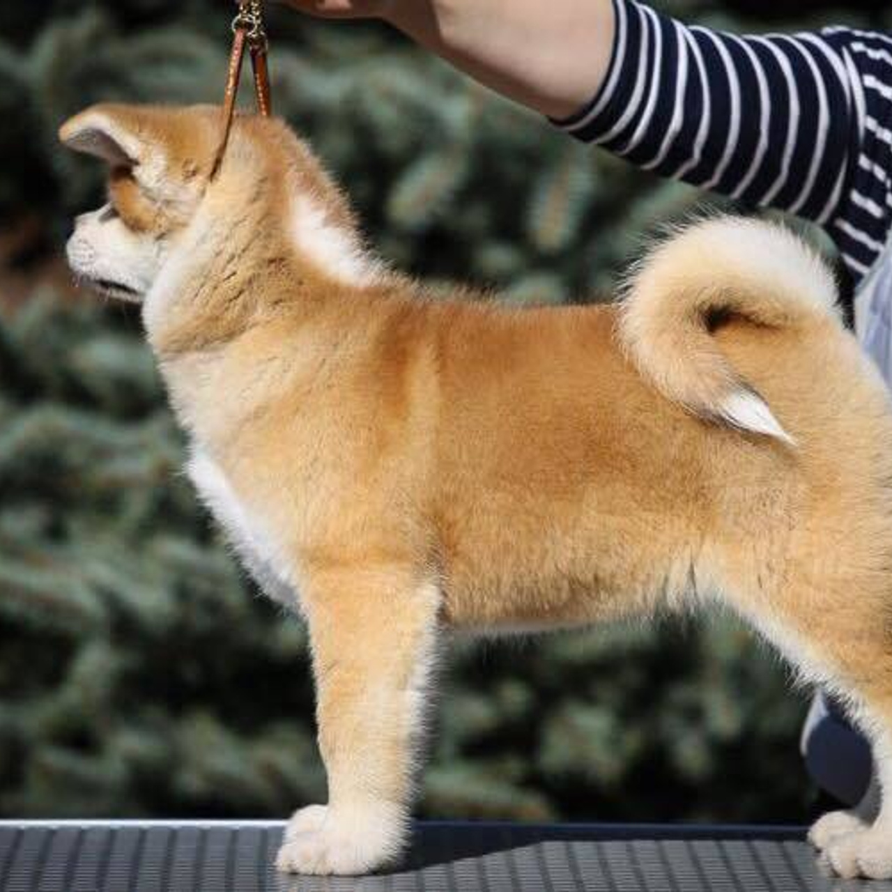 ПОМЕТ K. SHIOMARU Питомник сиба и акита-ину