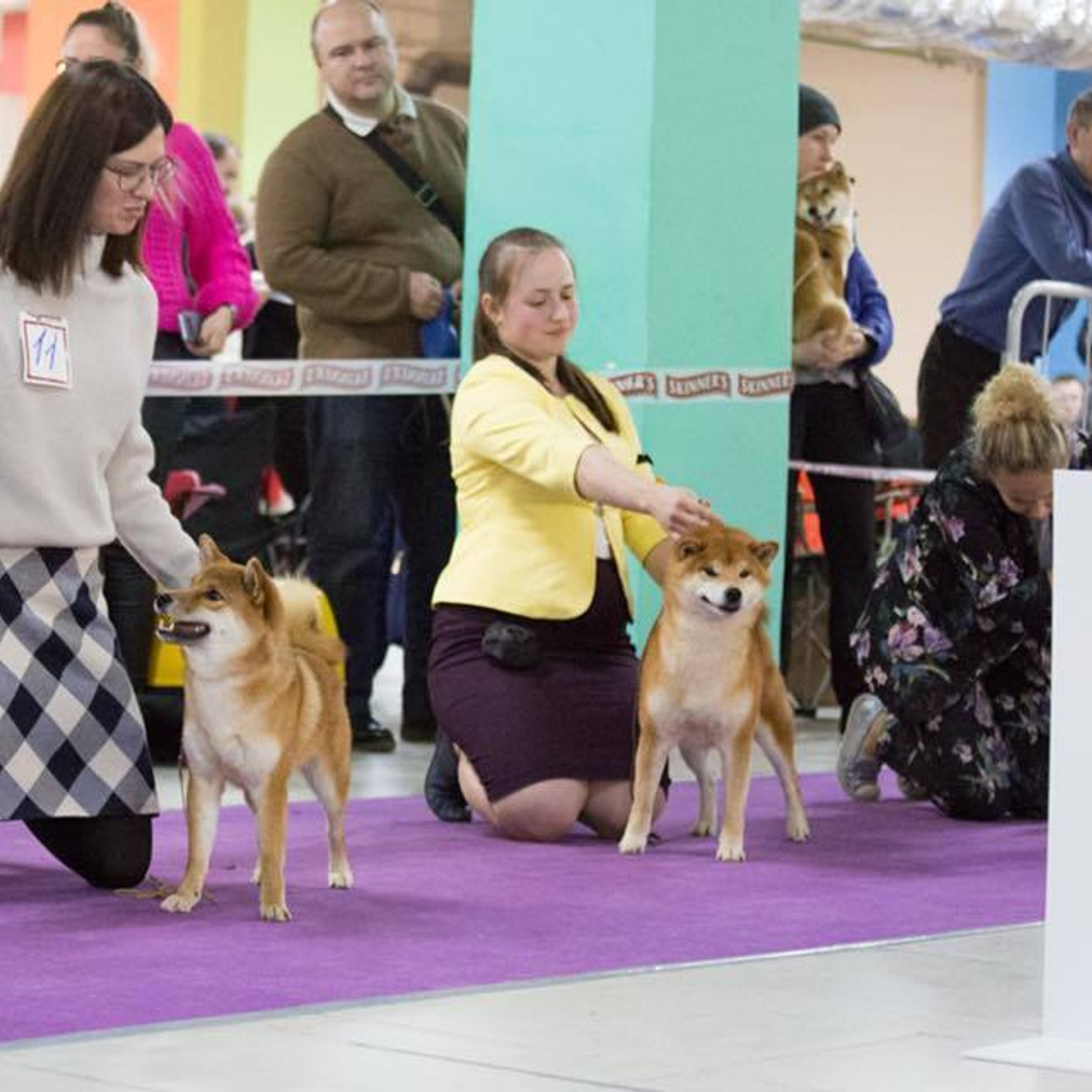 Dog show 2018. SHIOMARU Питомник сиба и акита-ину