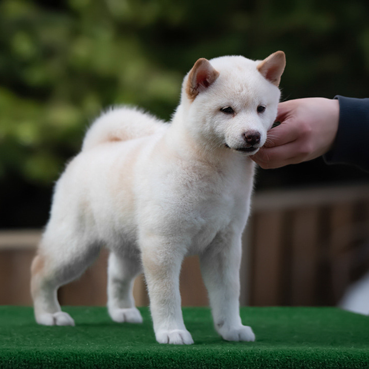 ПОМЕТ E. SHIOMARU Питомник сиба и акита-ину