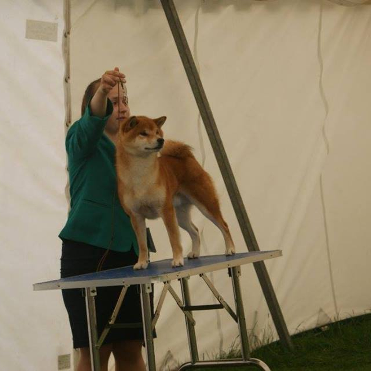 Dog show 2017. SHIOMARU Питомник сиба и акита-ину