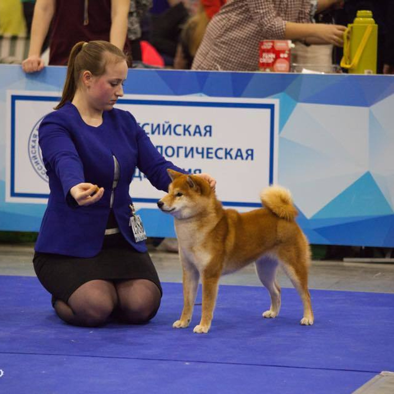 Dog show 2017. SHIOMARU Питомник сиба и акита-ину
