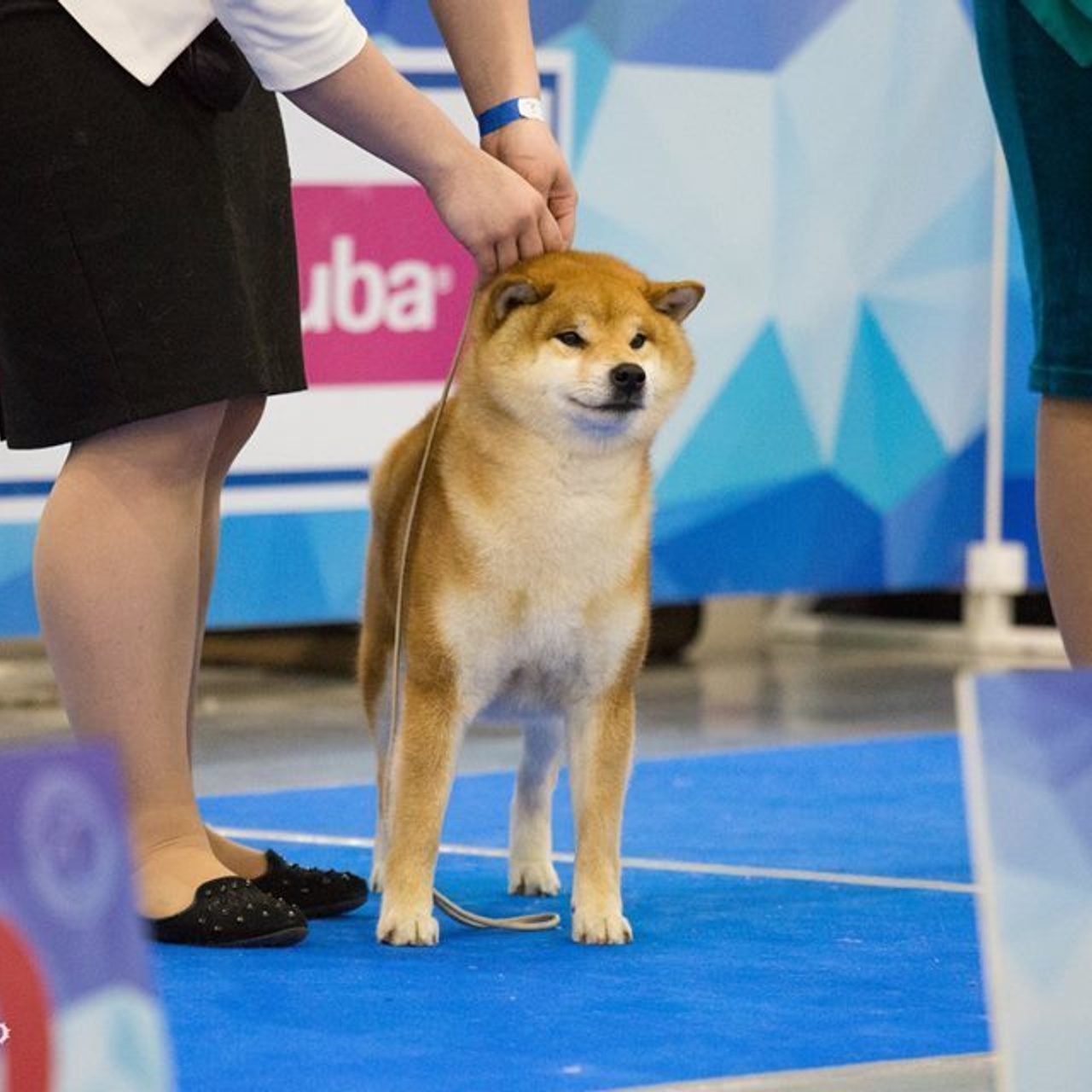Dog show 2018. SHIOMARU Питомник сиба и акита-ину