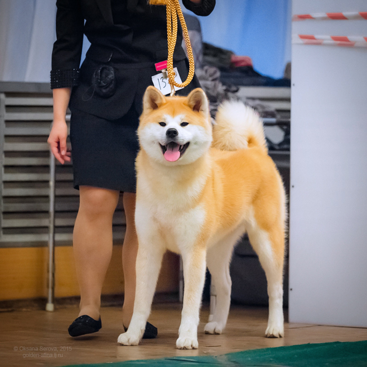 AIKEN SAGARIME UOSHIKO. SHIOMARU Питомник сиба и акита-ину