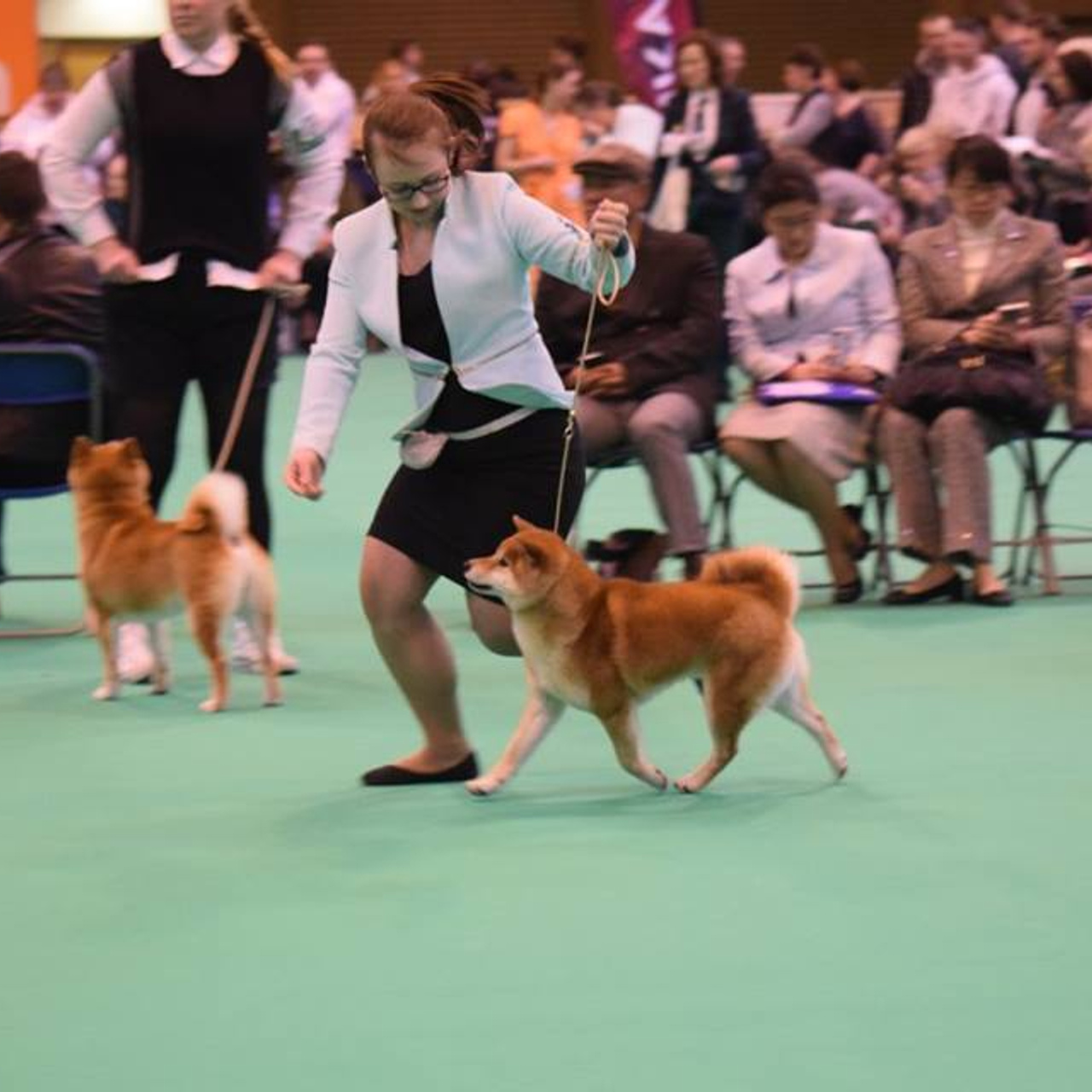 Dog show 2017. SHIOMARU Питомник сиба и акита-ину