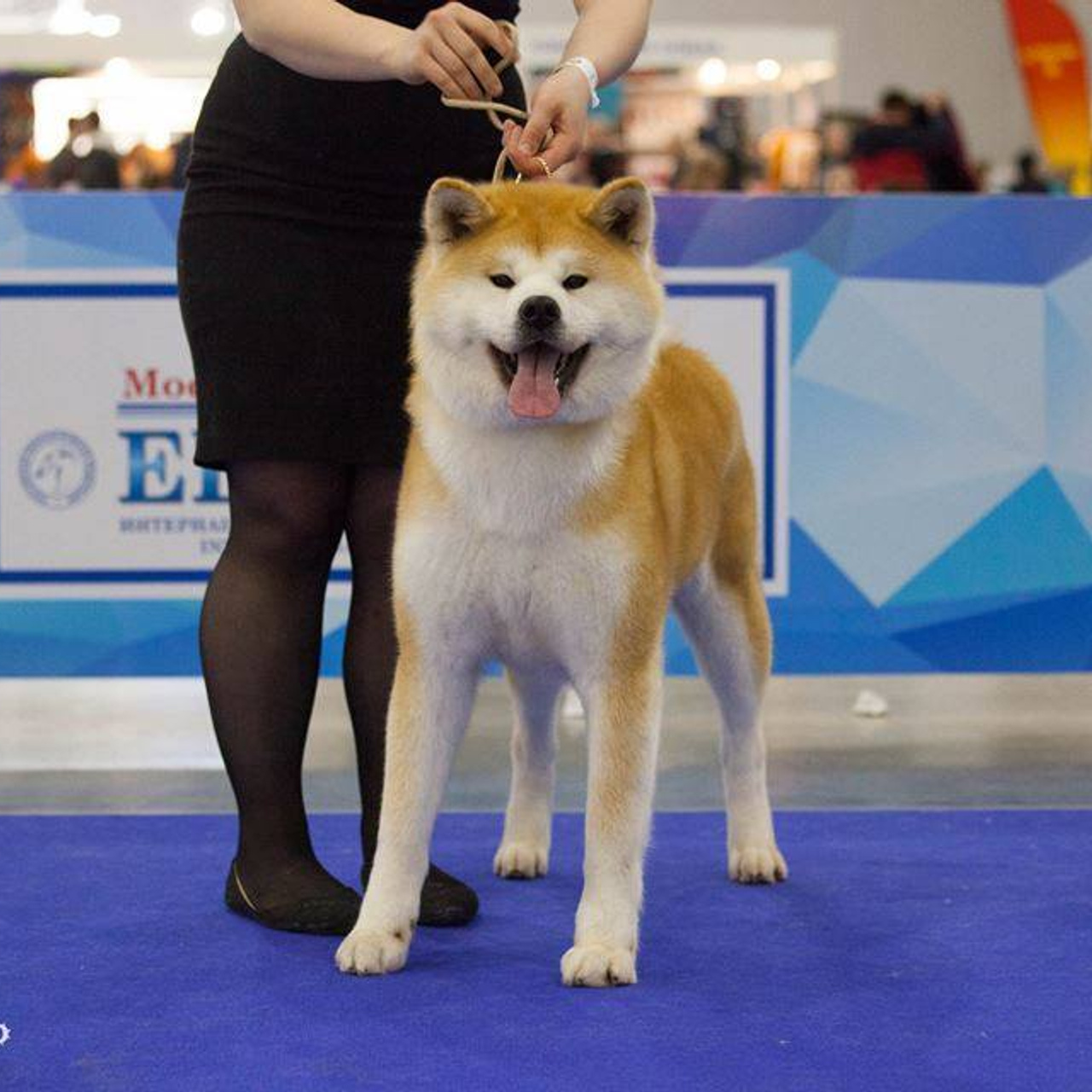 Dog show 2017. SHIOMARU Питомник сиба и акита-ину