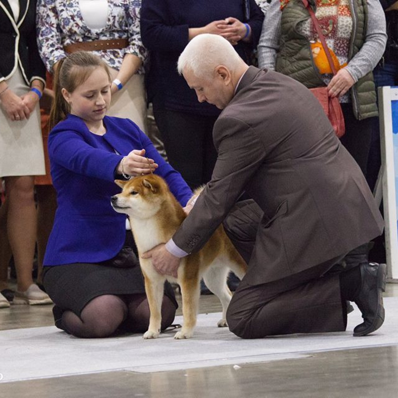 Dog show 2017. SHIOMARU Питомник сиба и акита-ину