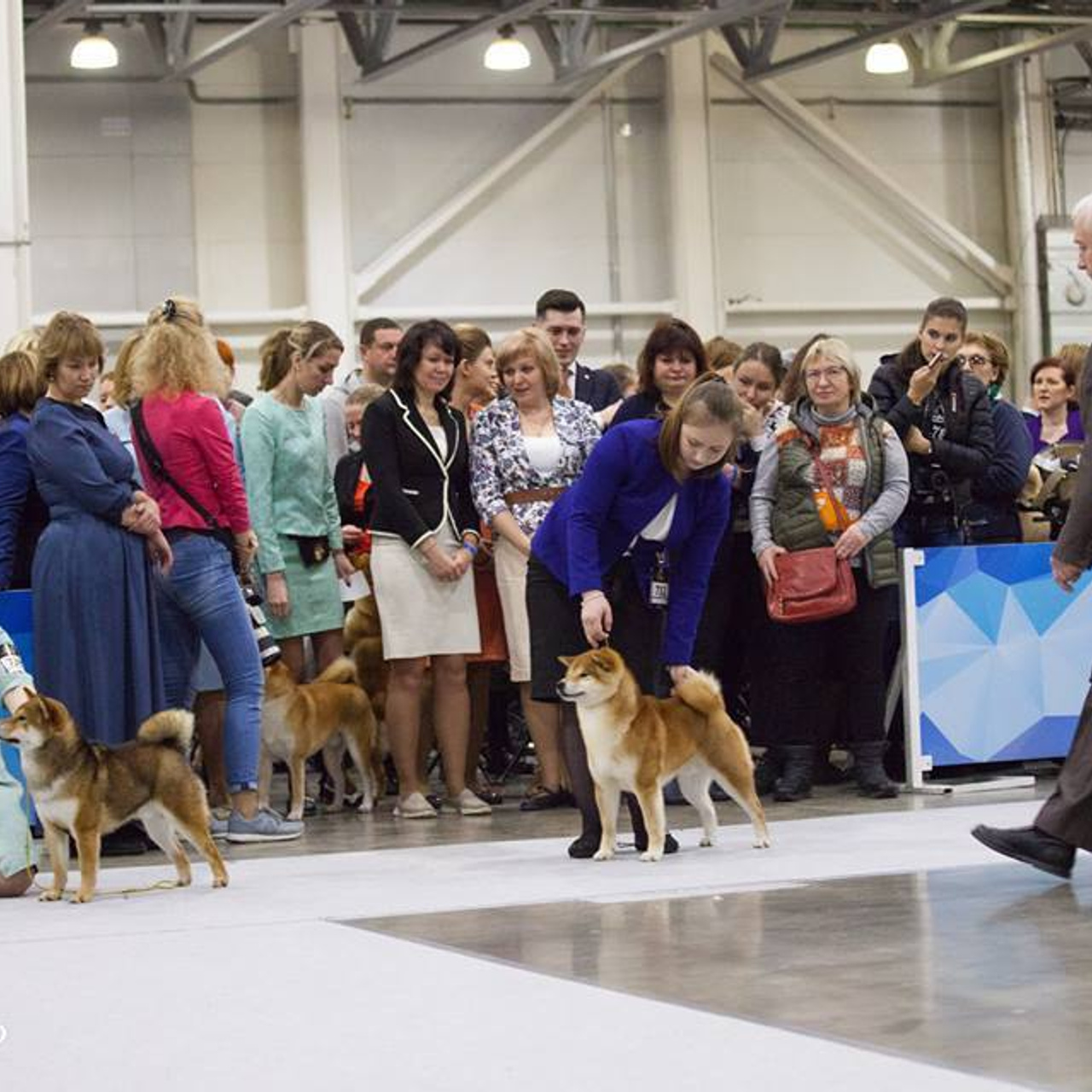 Dog show 2017. SHIOMARU Питомник сиба и акита-ину