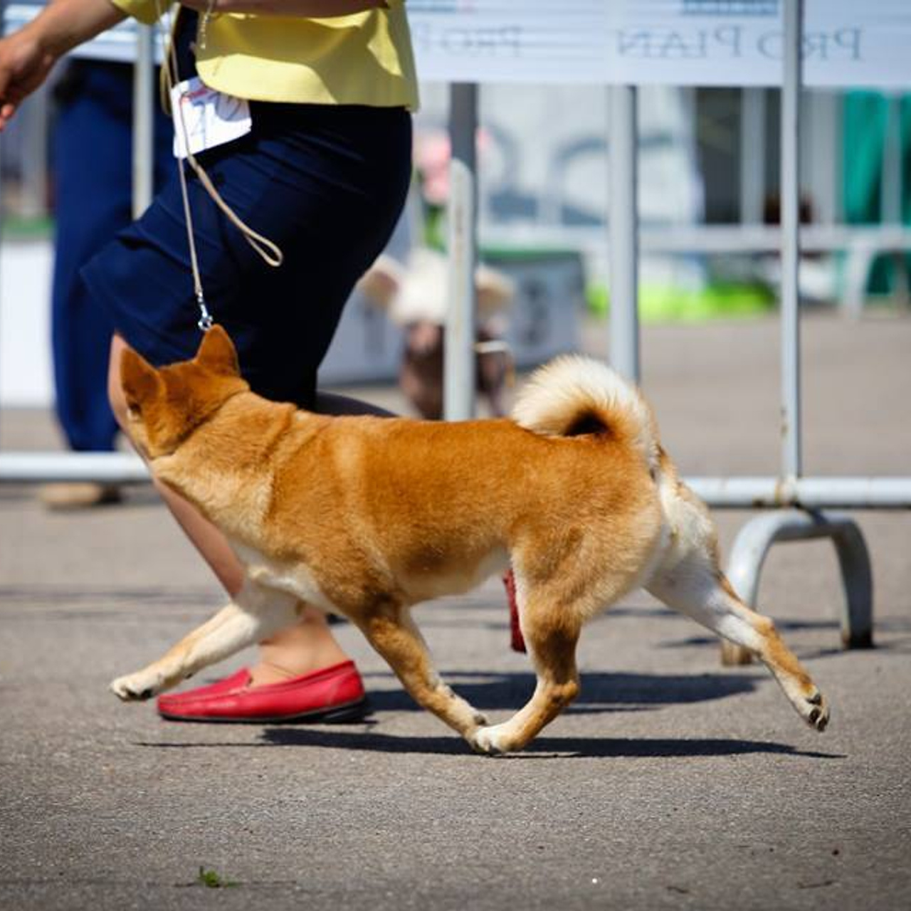 Dog show 2017. SHIOMARU Питомник сиба и акита-ину