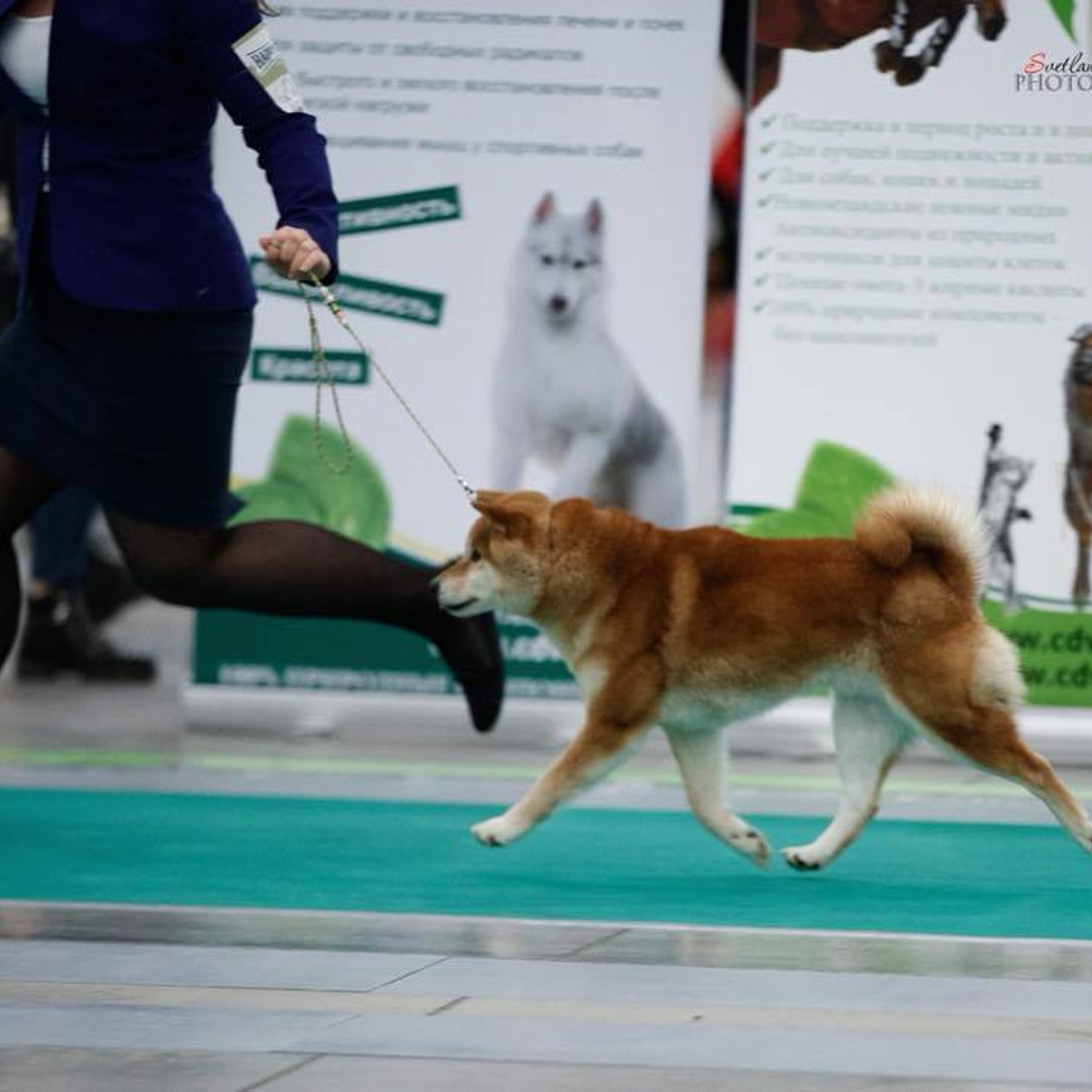 Dog show 2018. SHIOMARU Питомник сиба и акита-ину
