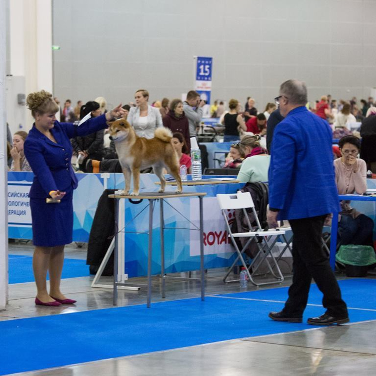 Выпускники питомника. SHIOMARU Питомник сиба и акита-ину