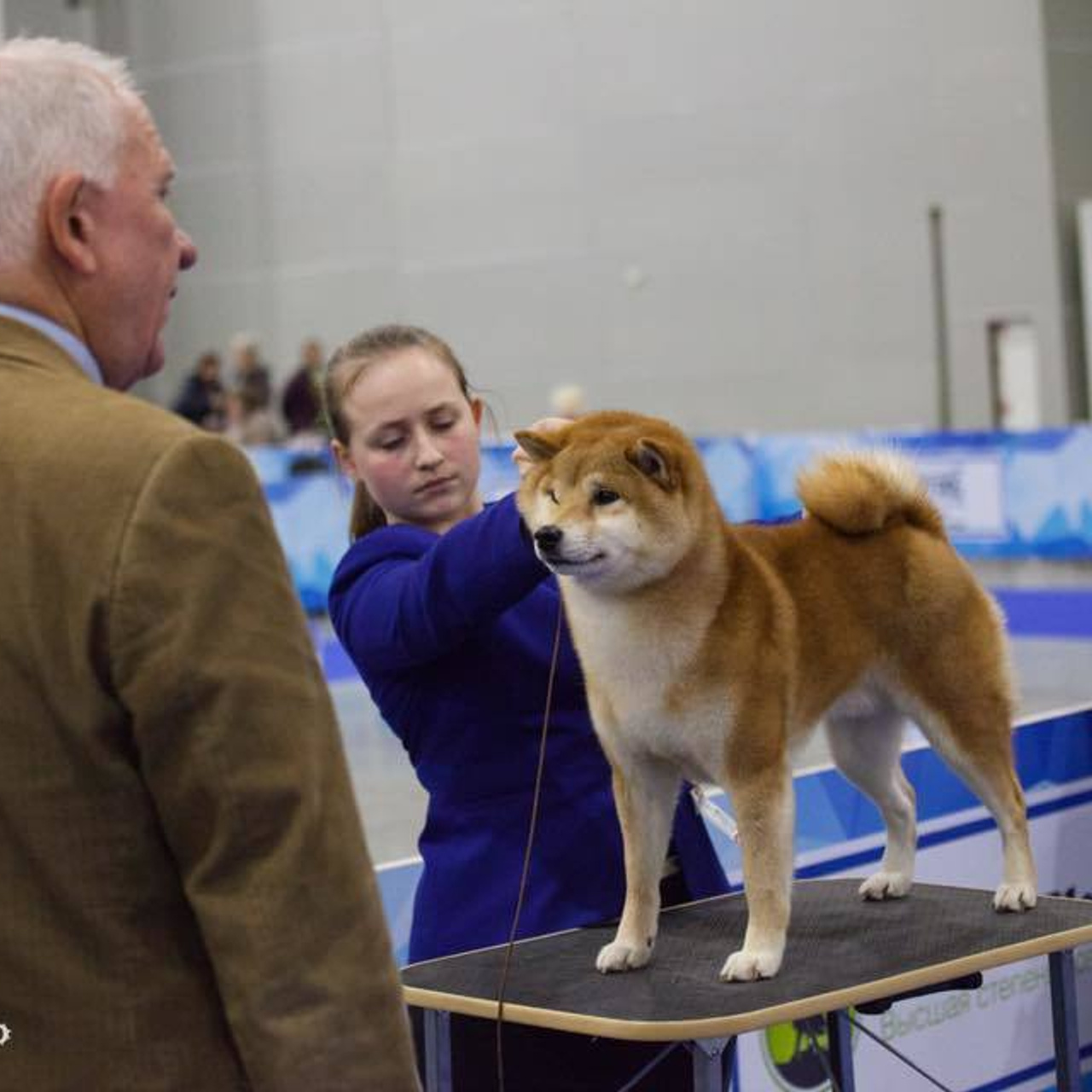 Dog show 2017. SHIOMARU Питомник сиба и акита-ину