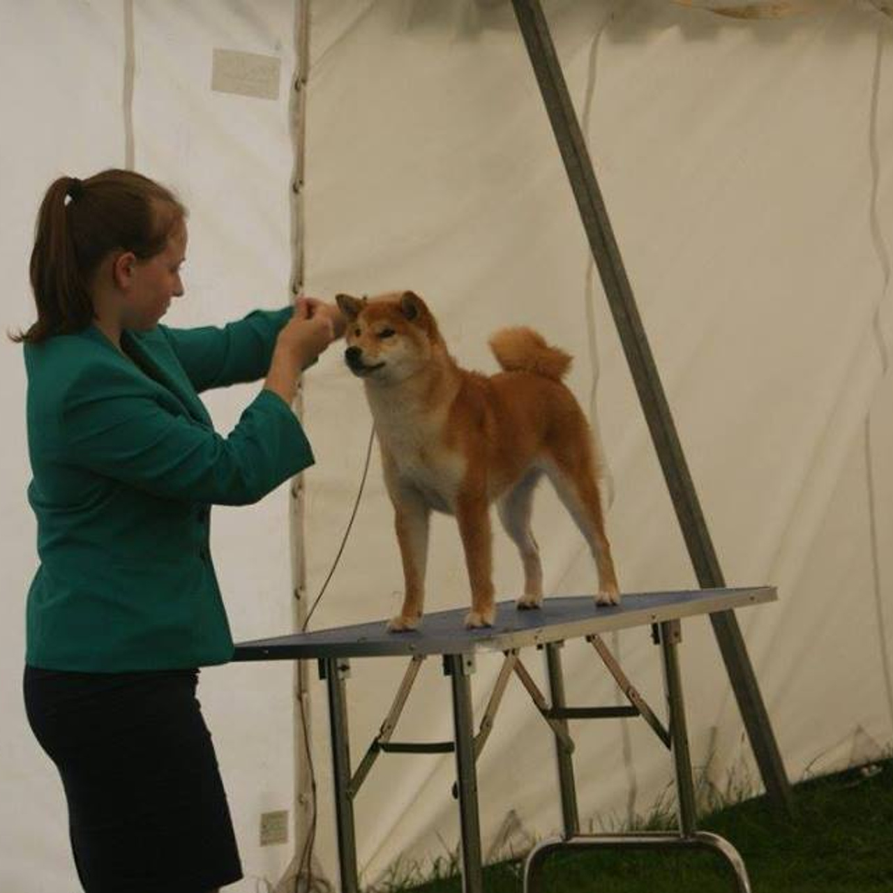 Dog show 2017. SHIOMARU Питомник сиба и акита-ину