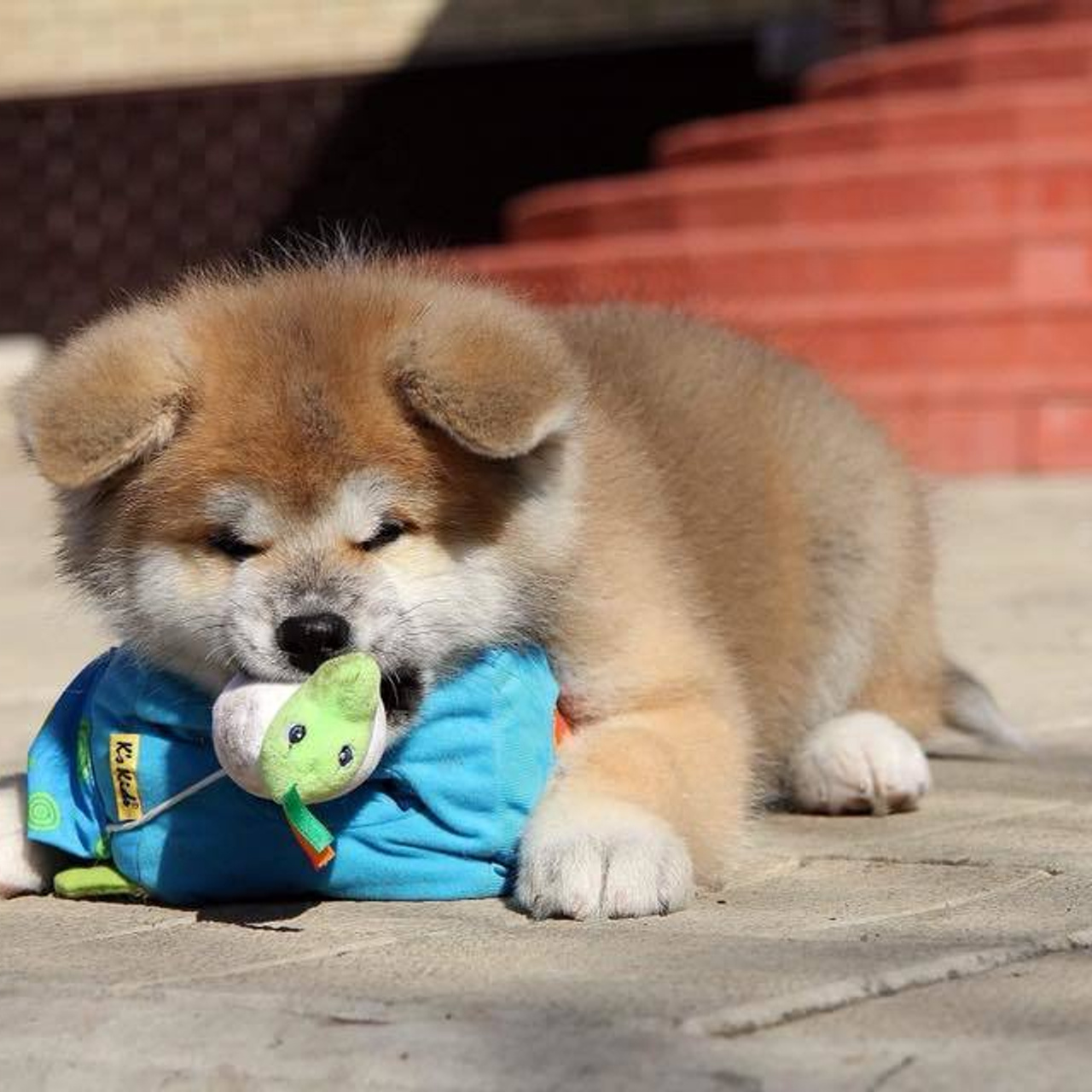 ПОМЕТ K. SHIOMARU Питомник сиба и акита-ину