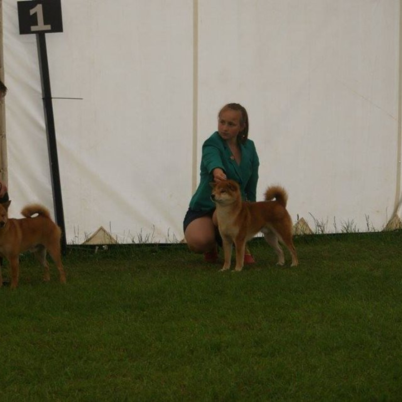 Dog show 2017. SHIOMARU Питомник сиба и акита-ину