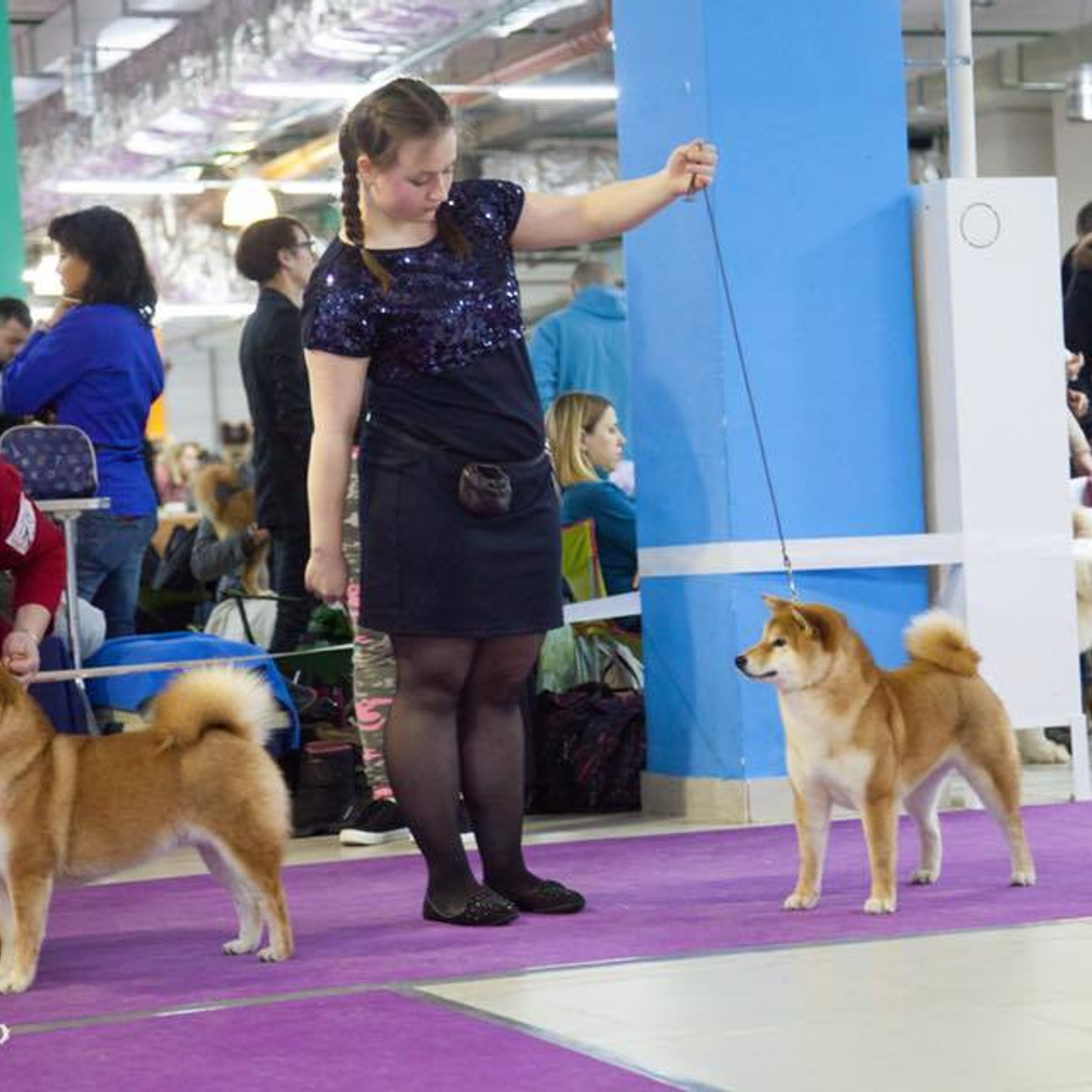 Dog show 2018. SHIOMARU Питомник сиба и акита-ину