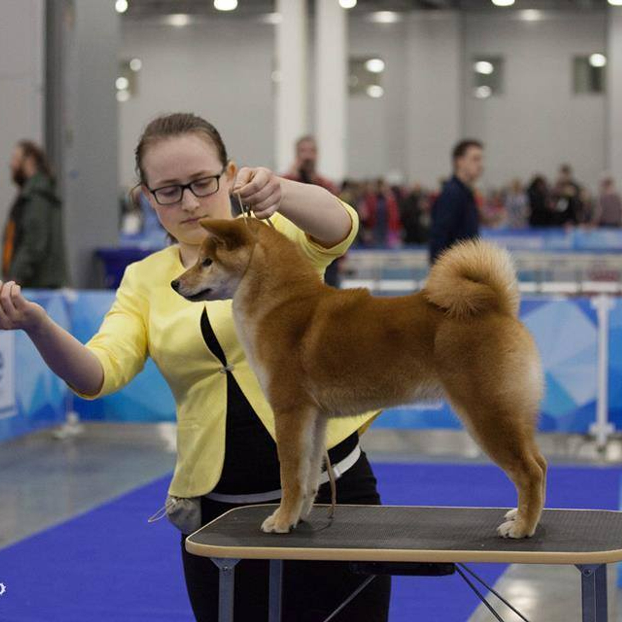 Dog show 2017. SHIOMARU Питомник сиба и акита-ину
