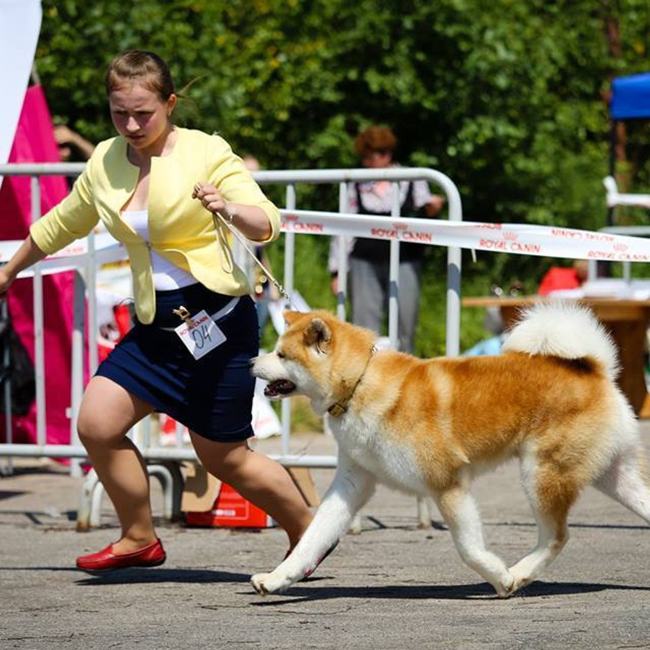 Dog show 2017. SHIOMARU Питомник сиба и акита-ину