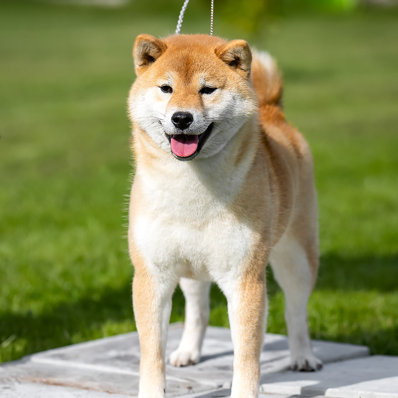 SHIOMARU DON'T KILL THE MAGIC. SHIOMARU Питомник сиба и акита-ину