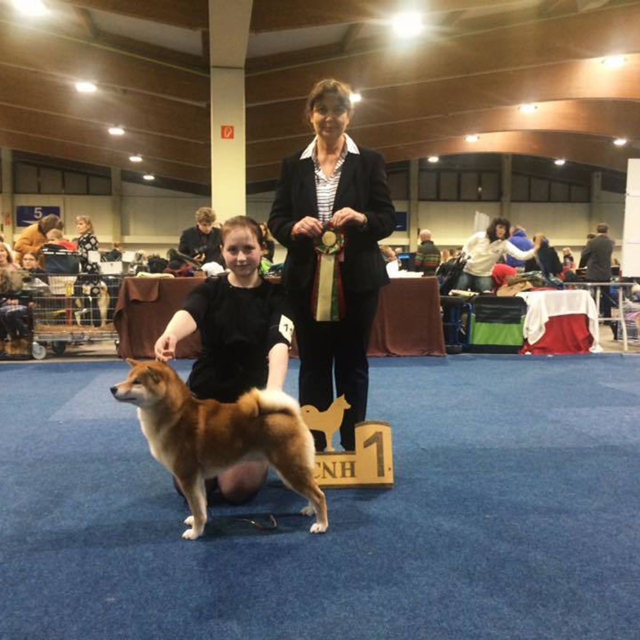Dog show 2016. SHIOMARU Питомник сиба и акита-ину