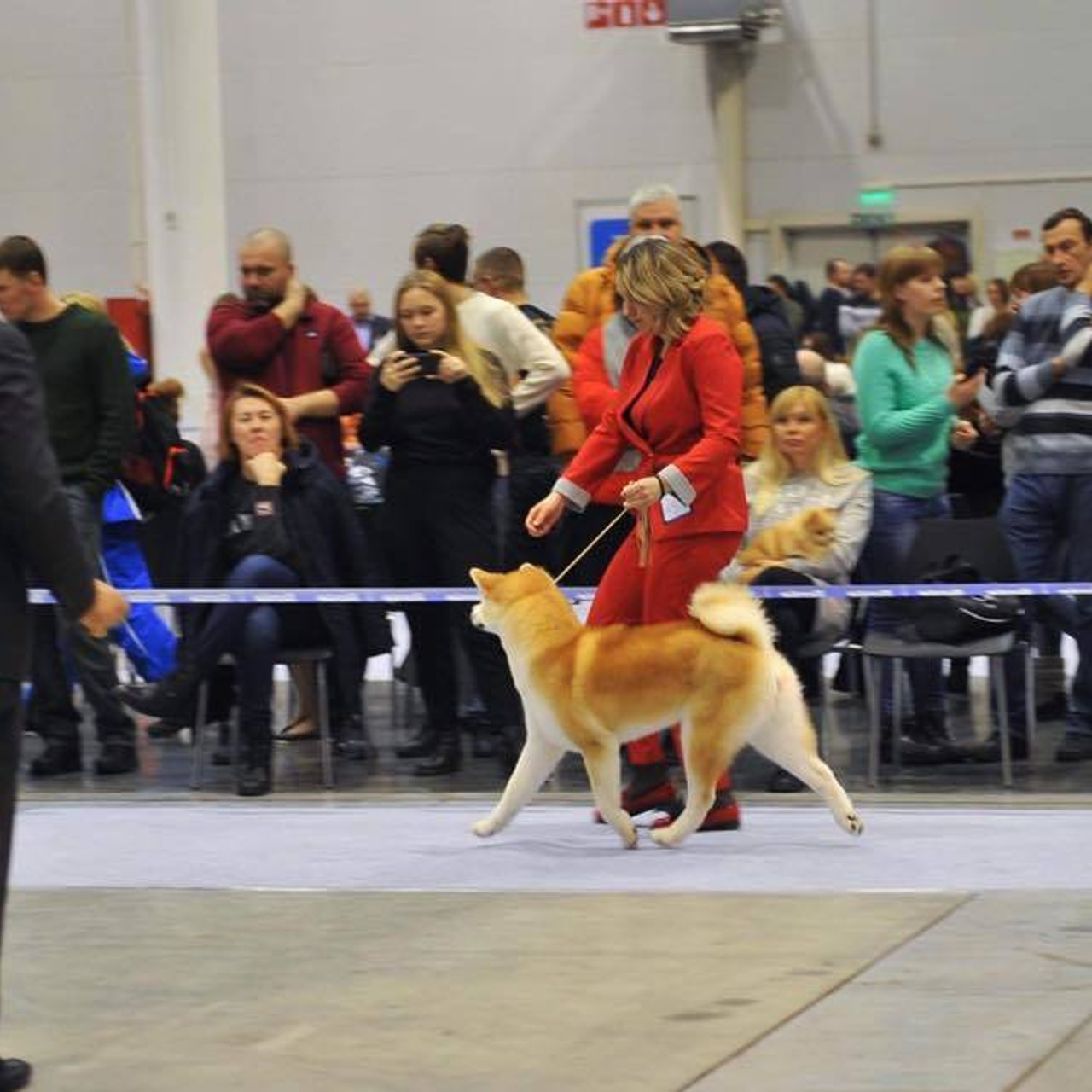 Выпускники питомника. SHIOMARU Питомник сиба и акита-ину