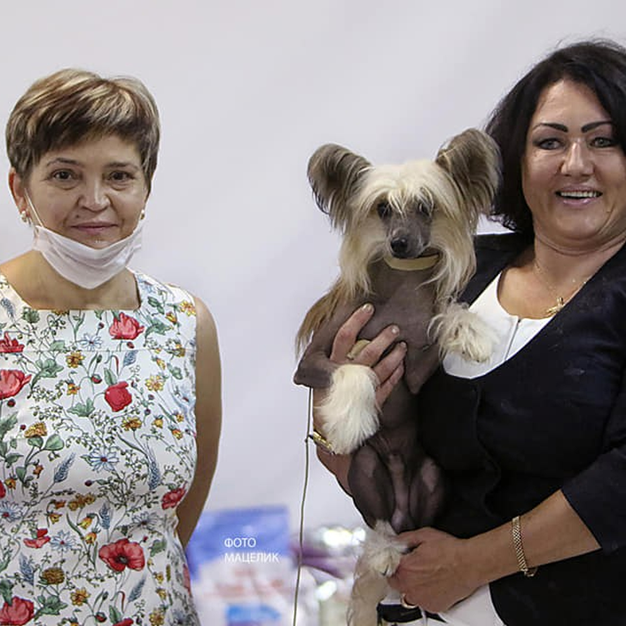 Честер и Купер на выставке в день рождения!. Питомник китайских хохлатых собак Poale Ell: купить щенка