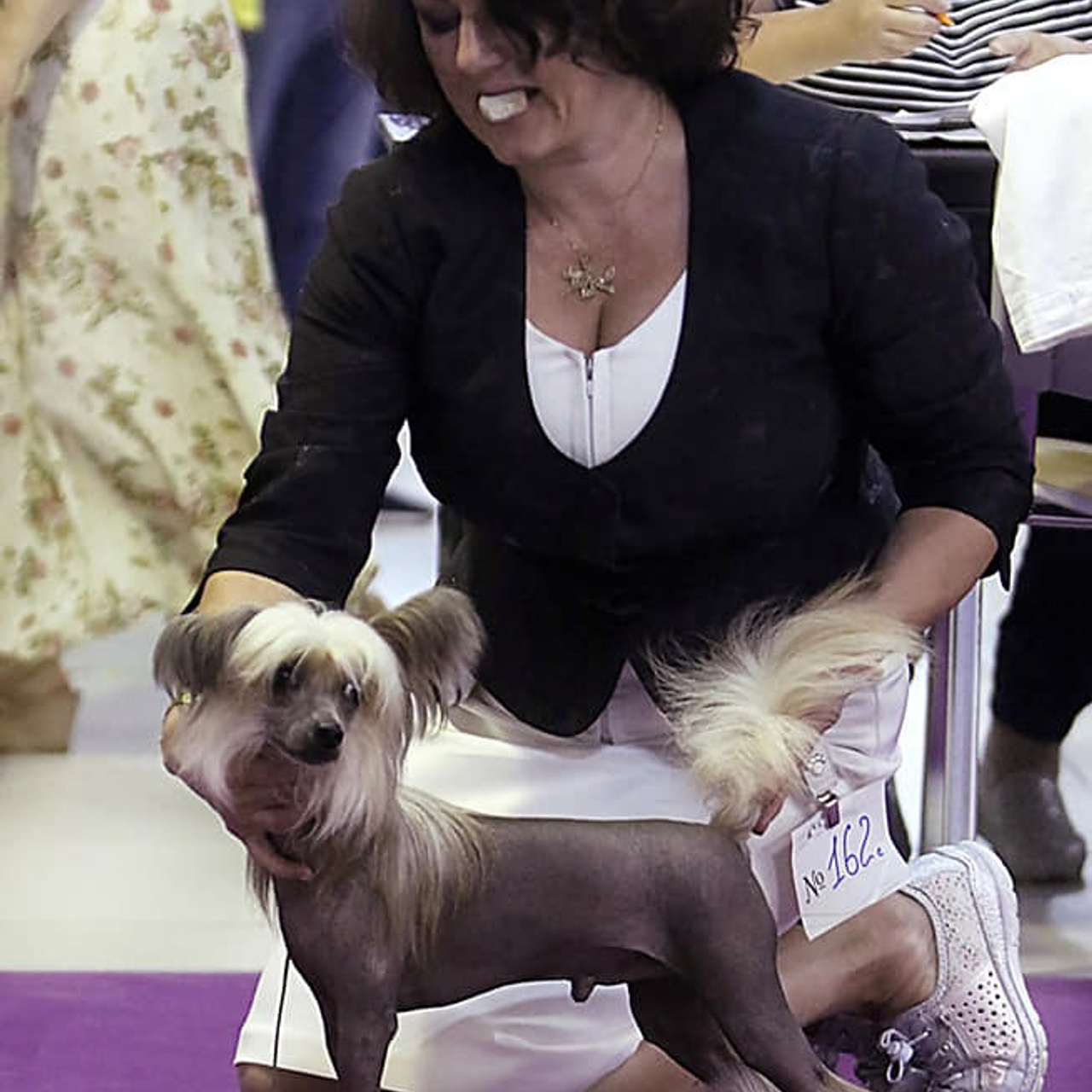 Честер и Купер на выставке в день рождения!. Питомник китайских хохлатых собак Poale Ell: купить щенка