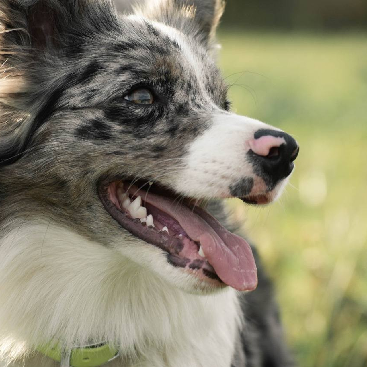 Наши Бордер колли