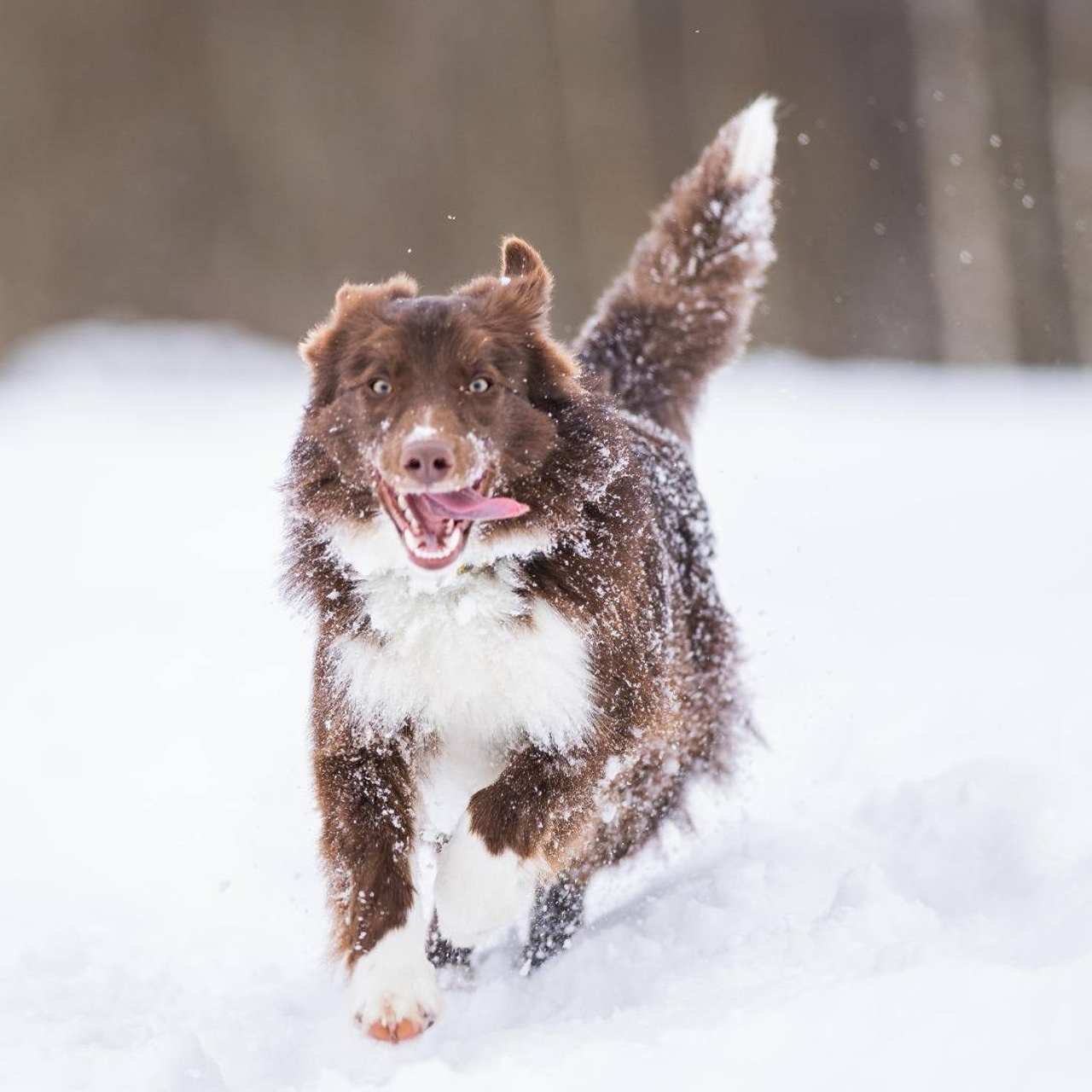 Наши Бордер колли