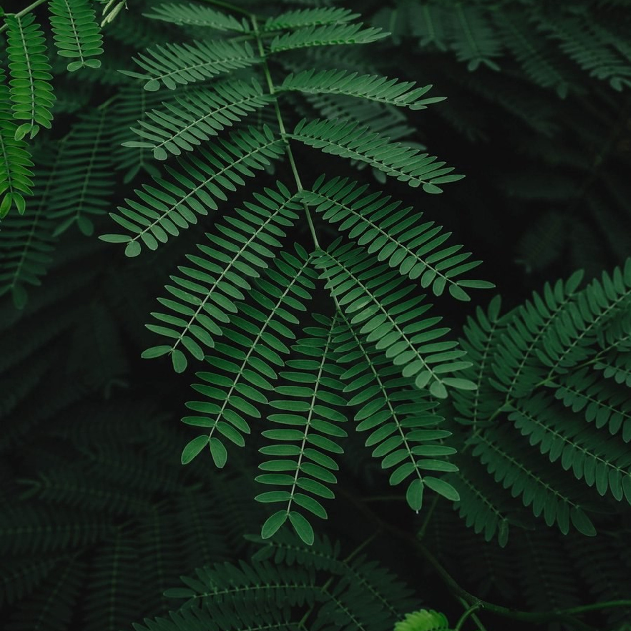 Андрейко Надежда