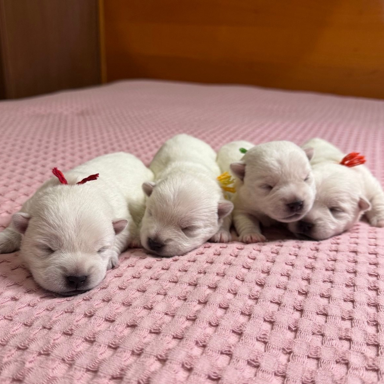 Щенки 14.01.2025. Питомник собак породы вест хайленд вайт терьер в Москве