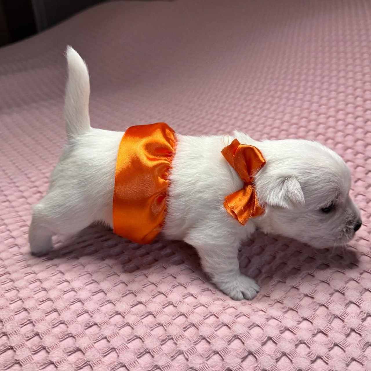 Щенки 14.01.2025. Питомник собак породы вест хайленд вайт терьер в Москве