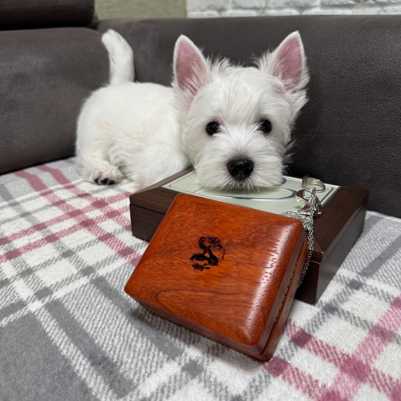 Щенки 250 725. Питомник собак породы вест хайленд вайт терьер в Москве