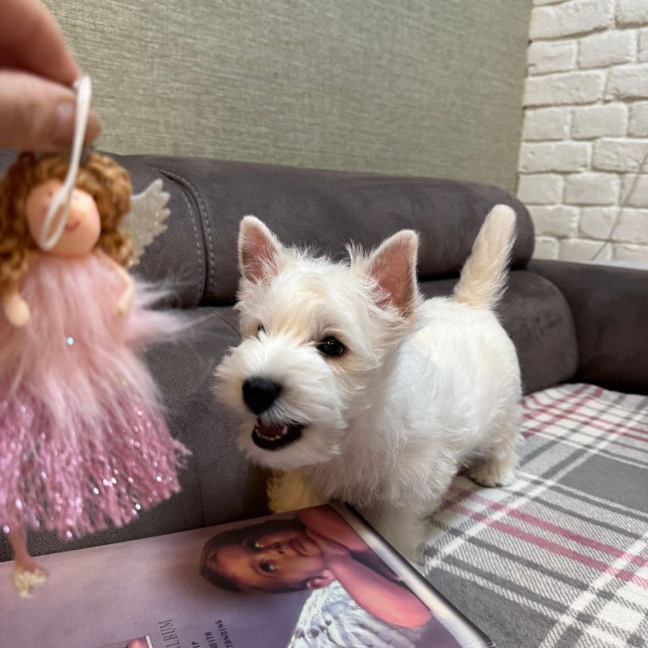 Щенки 250 725. Питомник собак породы вест хайленд вайт терьер в Москве