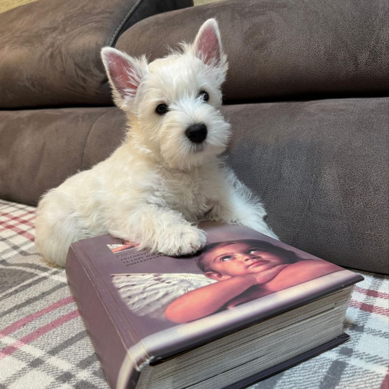 Щенки 250 725. Питомник собак породы вест хайленд вайт терьер в Москве