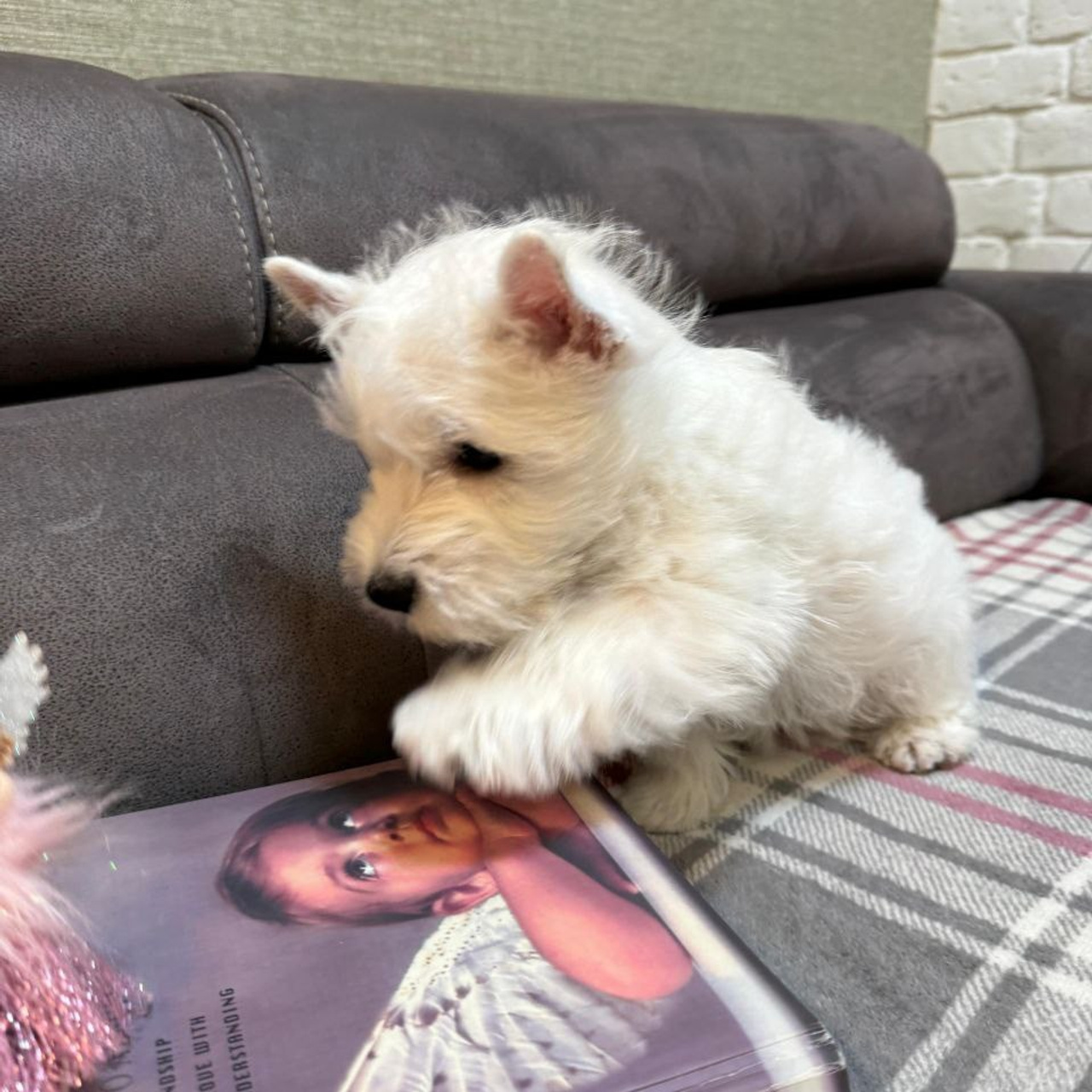 Щенки 250 725. Питомник собак породы вест хайленд вайт терьер в Москве