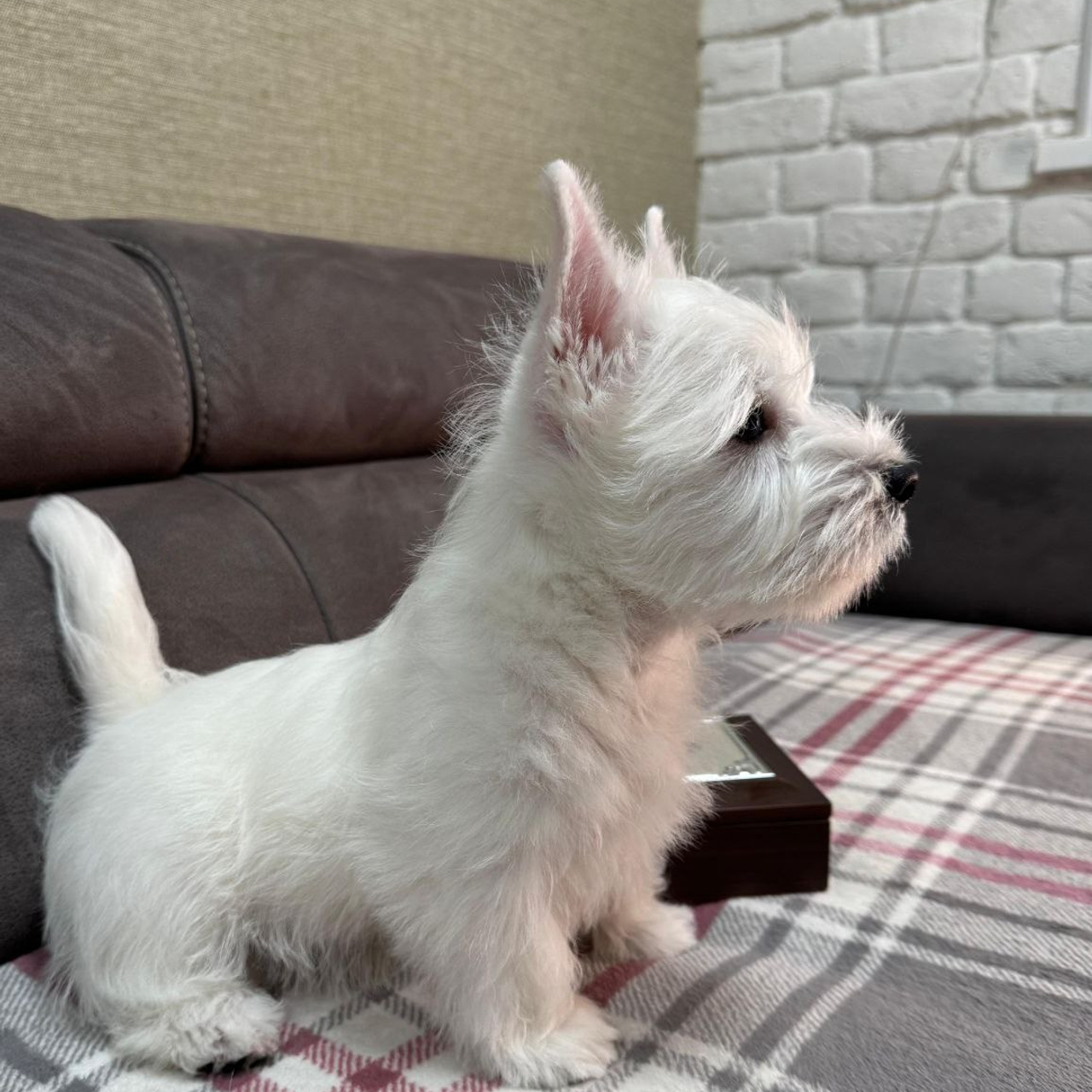 Щенки 250 725. Питомник собак породы вест хайленд вайт терьер в Москве