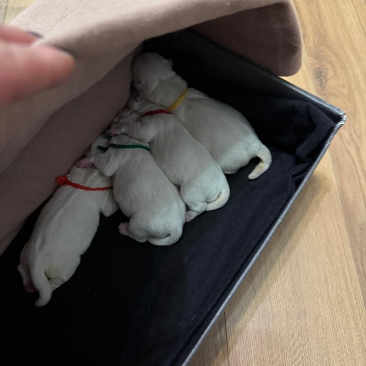 Щенки 14.01.2025. Питомник собак породы вест хайленд вайт терьер в Москве