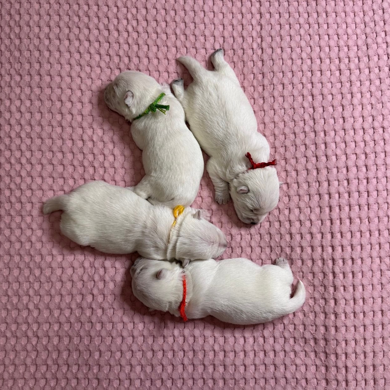 Щенки 14.01.2025. Питомник собак породы вест хайленд вайт терьер в Москве