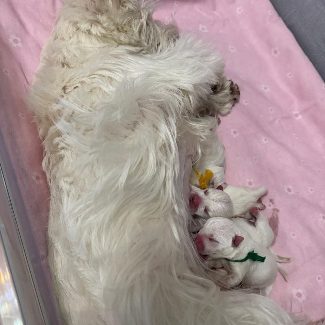 Щенки 14.01.2025. Питомник собак породы вест хайленд вайт терьер в Москве