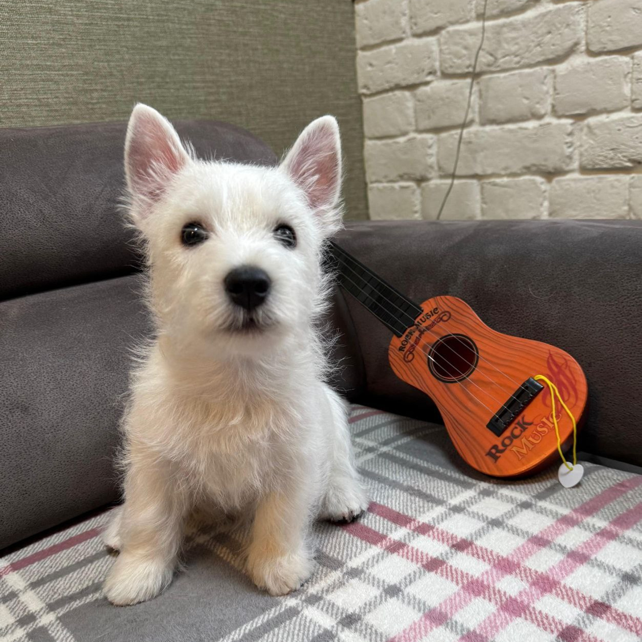 Щенки 250 725. Питомник собак породы вест хайленд вайт терьер в Москве